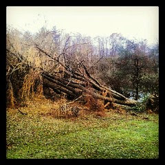 #Sandy #damage Beeatch took out both #weepingwillow #trees #sad #angry #ugh #backyard #newhampshire