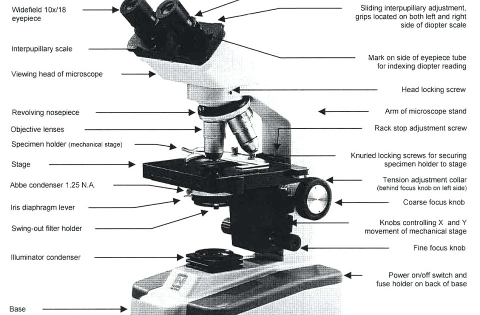 microscope-parts-and-use-worksheet-answer-key