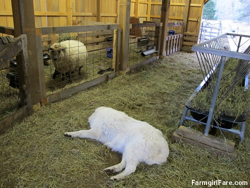 Lambing season begins! (10) - FarmgirlFare.com