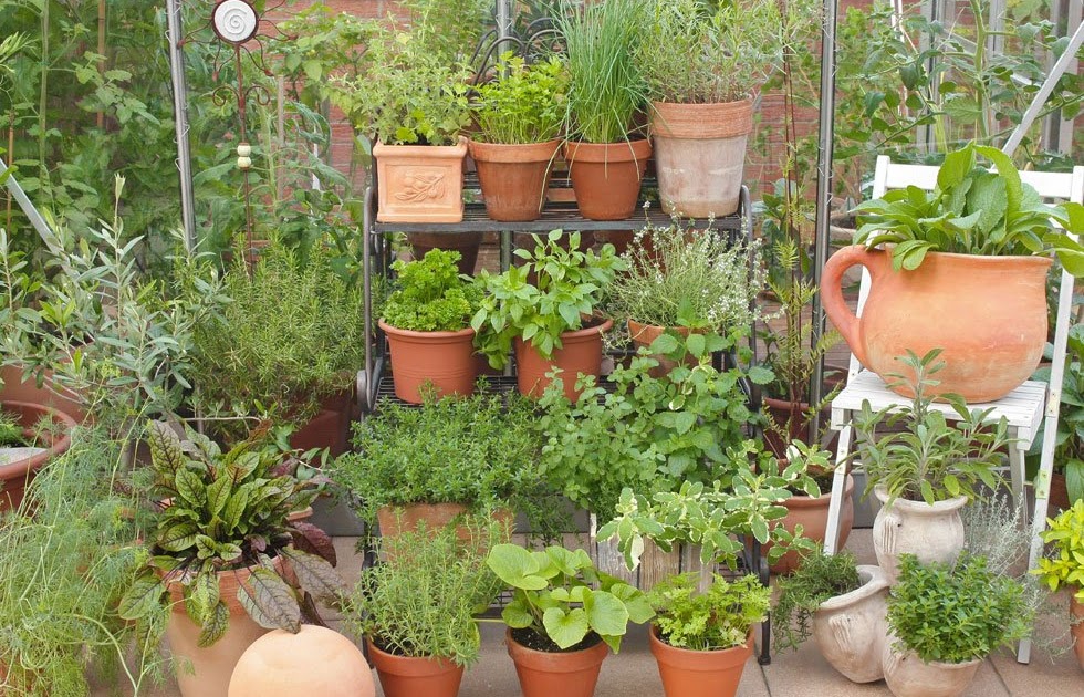 Welche Obstbäume Im Garten Kleine Obstbäume für Garten