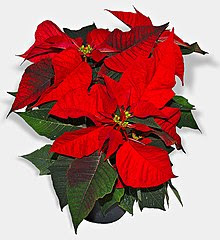 Euphorbia pulcherrima