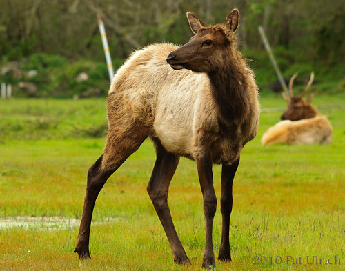 Roosevelt Elk