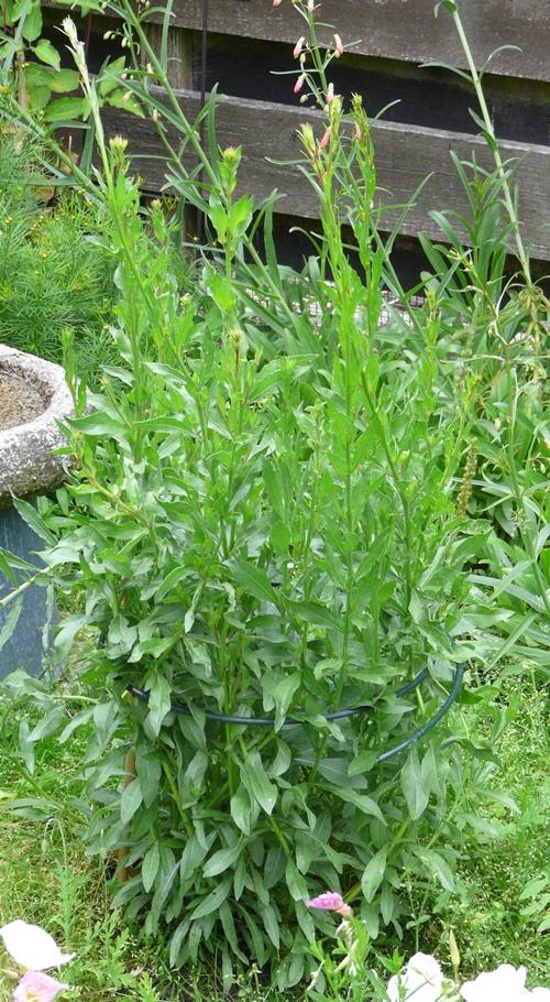 Baldur Garten Erfahrungen / Erfahrungen Mit Dem Amazon De
