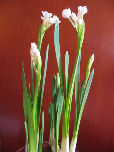 Paperwhites