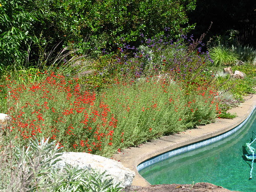 Epilobium canum, with pool