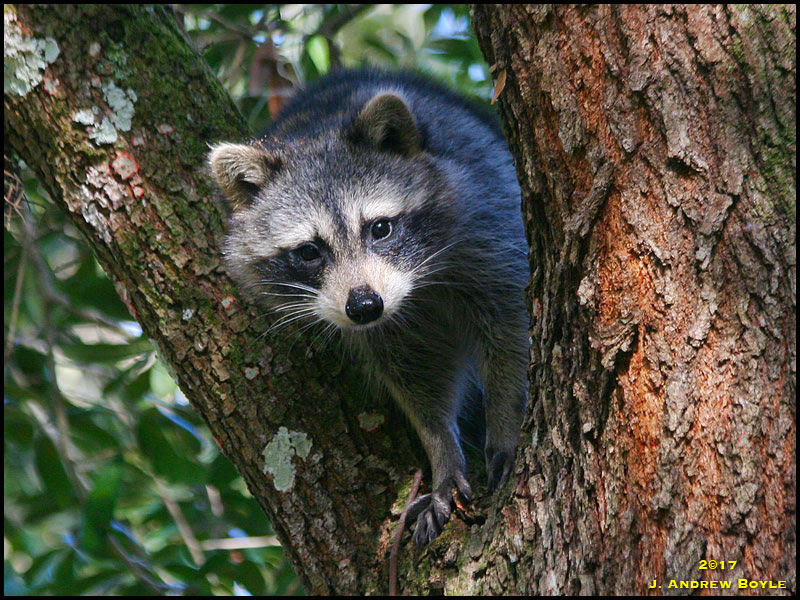 Raccoon Raccoon
