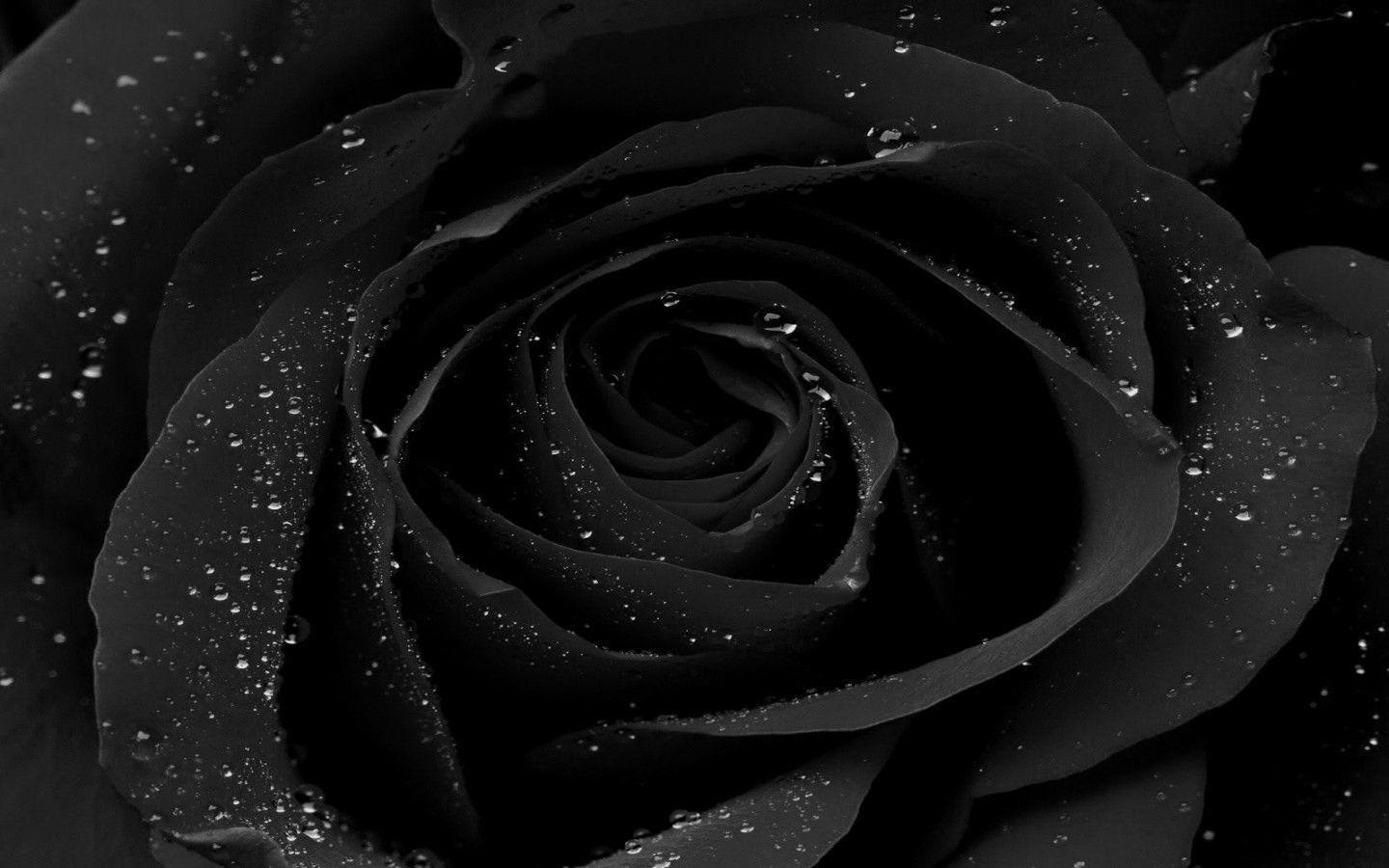 HD Hd Wallpaper Of Black Rose | Download Kumpulan Wallpaper Android Hd