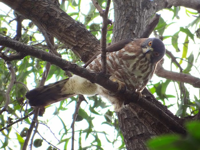 鳳頭蒼鷹/無限台南