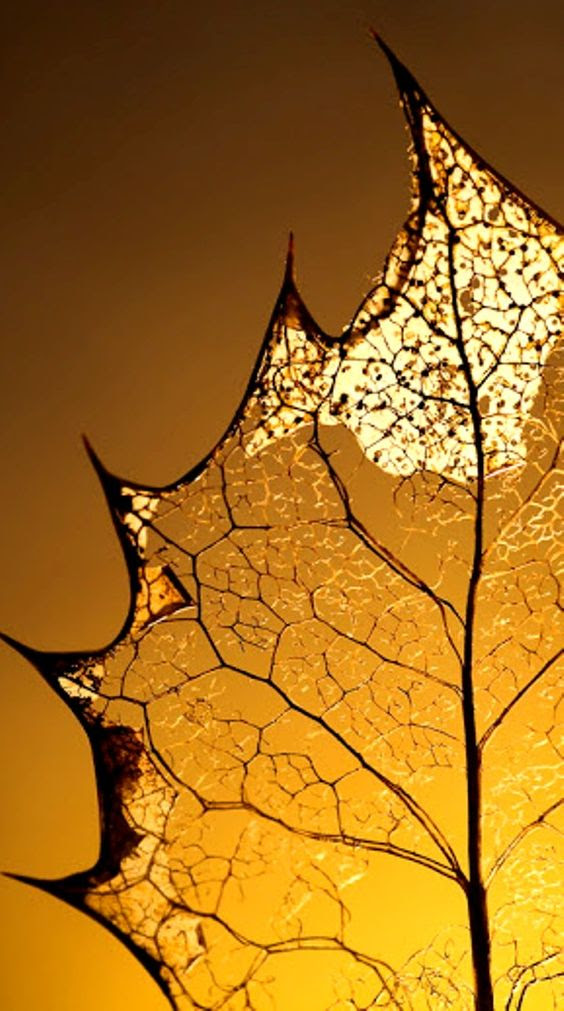 macro photography 20