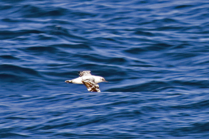 leucistic Black-vented Shearwater leucistic Black-vented Shearwater