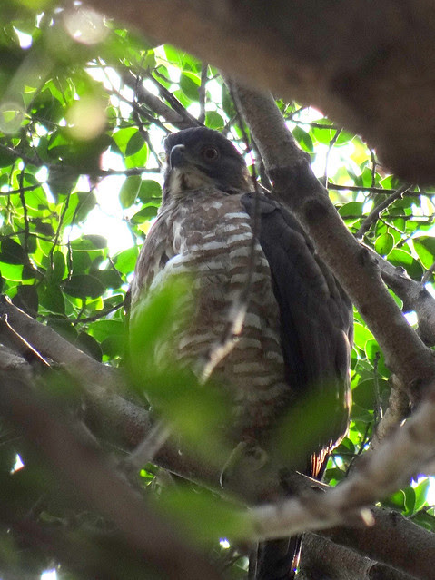 鳳頭蒼鷹/無限台南