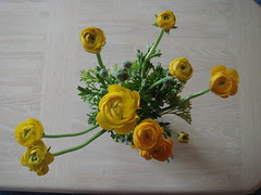 Ranunculus from the grocery store