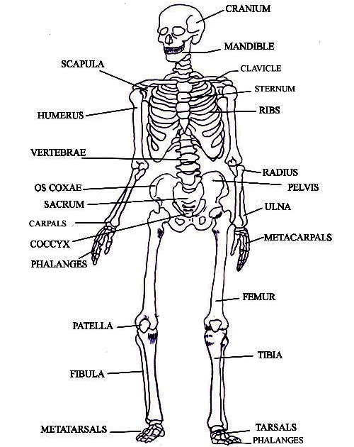 33 Skeletal System Label Quiz Labels Design Ideas 2020