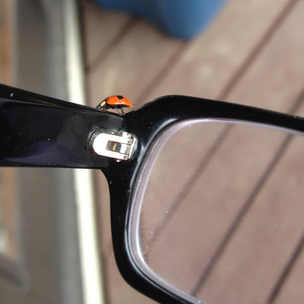 Day127 Lady bug landed on my glasses 5.27.13 #jessie365