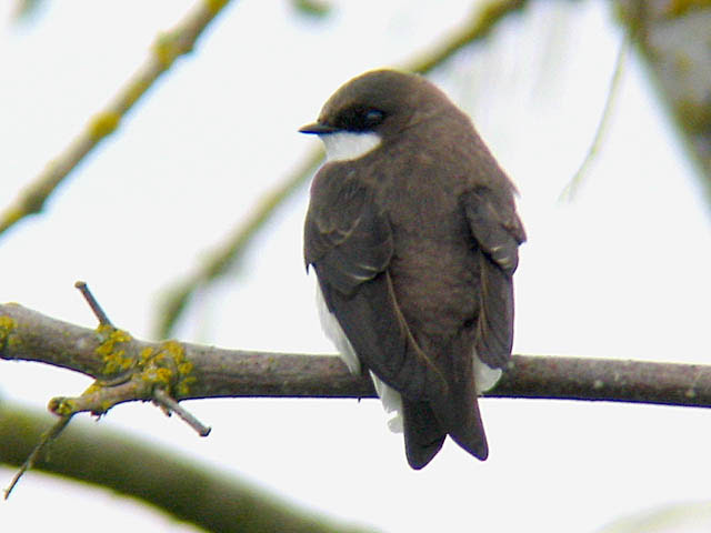female Tree Swallow female Tree Swallow