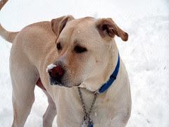 Zeus_122407_snow_GOODb