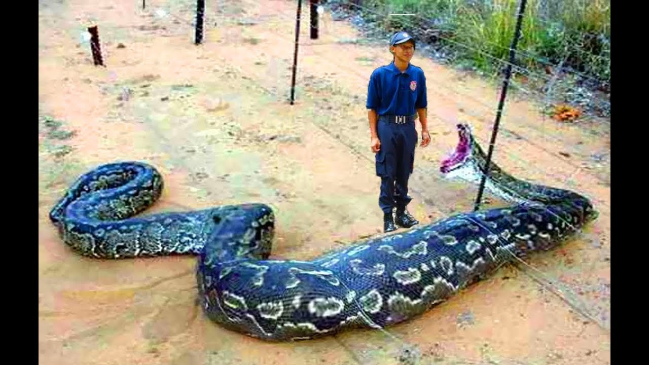 WELCOME TO REETAHS BLOG: MYTHS ABOUT ANACONDAS