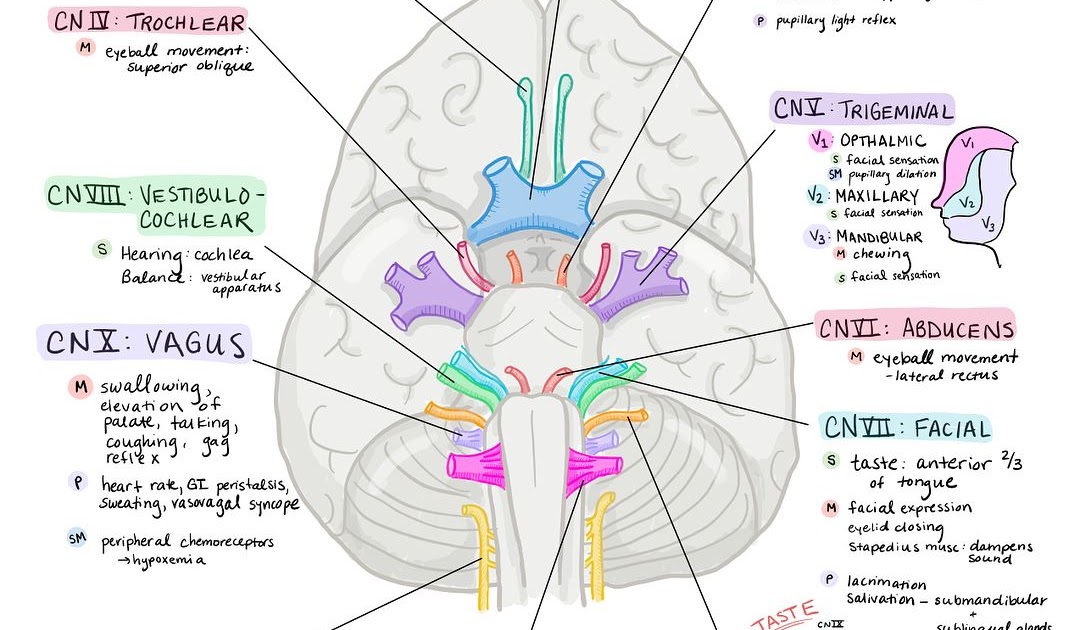 cranial-nerve-worksheet-worksheet