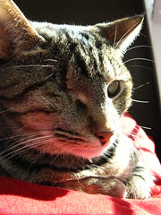 Maggie sunning on the couch