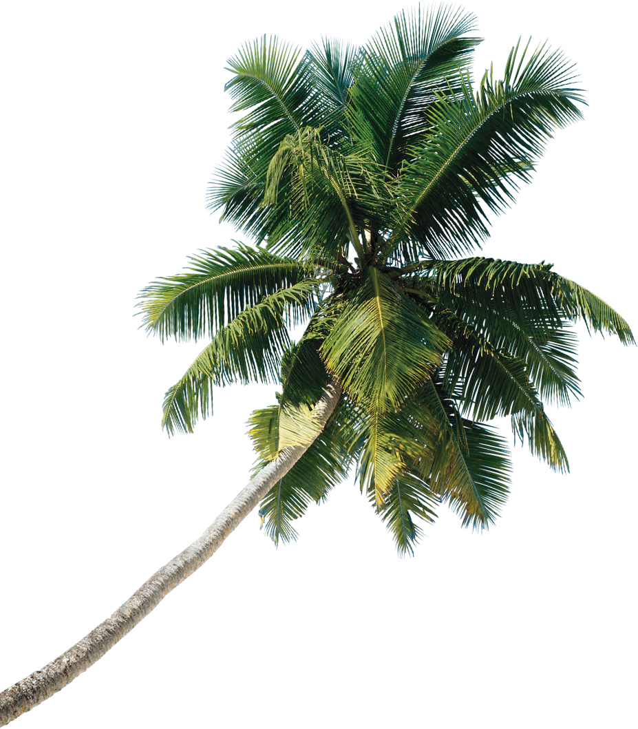 Coconut Tree Png Free Download - Images | Amashusho