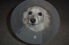 More dog in a cone