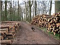 SP9109 : Harvested logs waiting for collection in Pavis Wood by Chris Reynolds