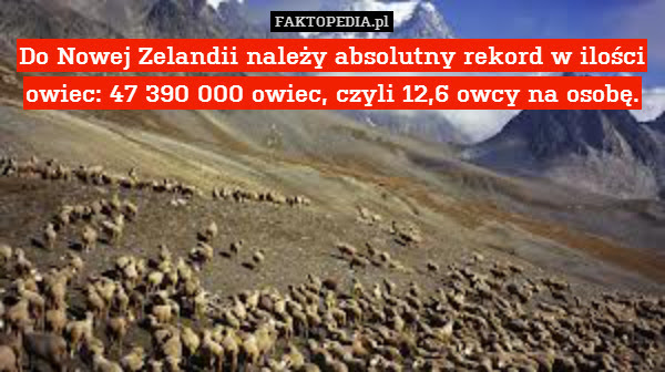 Do Nowej Zelandii należy absolutny – Do Nowej Zelandii należy absolutny rekord w ilości owiec: 47 390 000 owiec, czyli 12,6 owcy na osobę. 