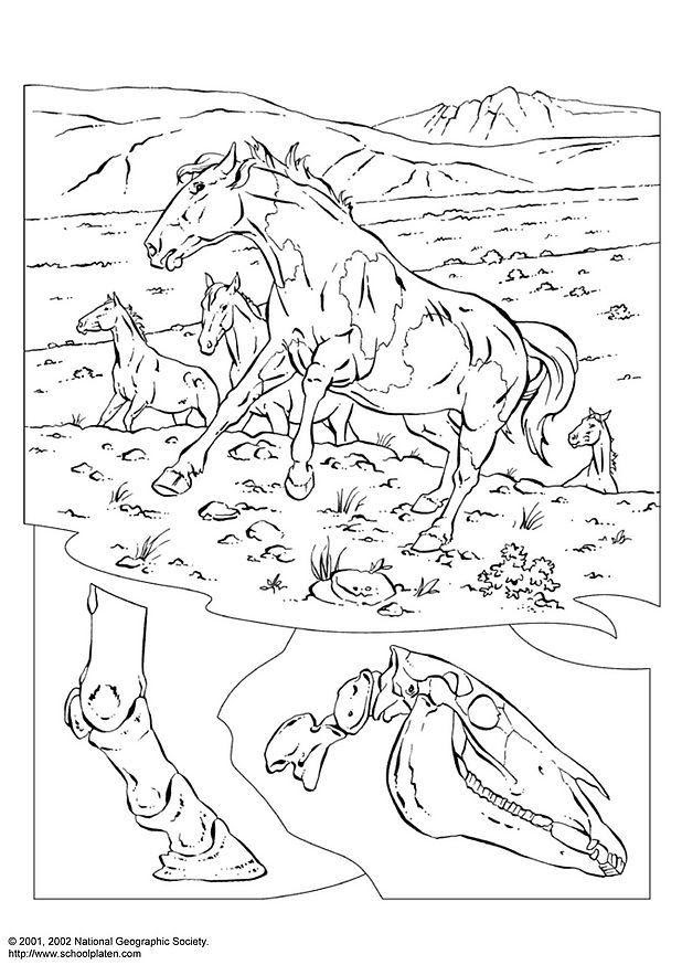 y878naly: horses and ponies coloring pages