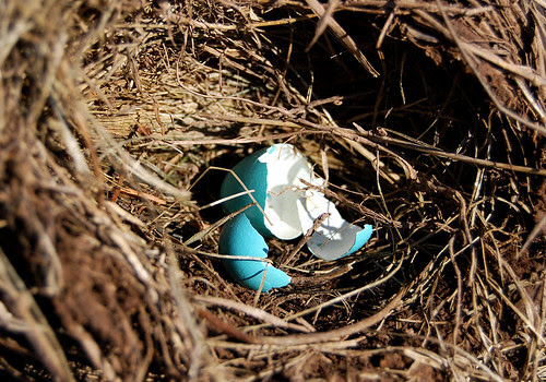 6-20-07 bird shell in nest by nawtydawg