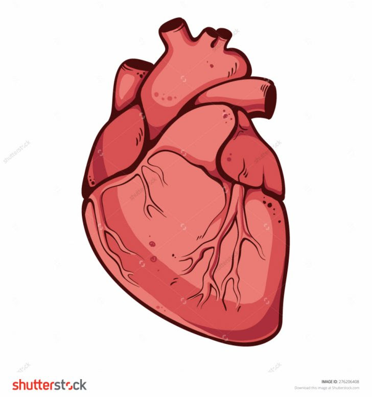 Featured image of post How To Draw A Real Heart Easy - This is part 1 of 3.