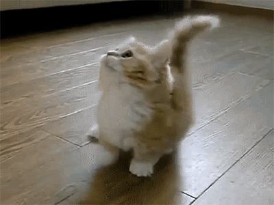 Hilarious GIFs of Every Day Moments
