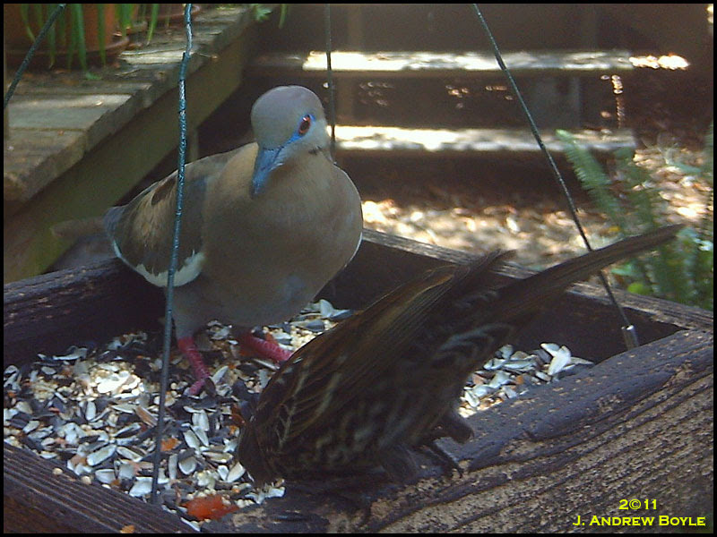 White-winged Dove White-winged Dove