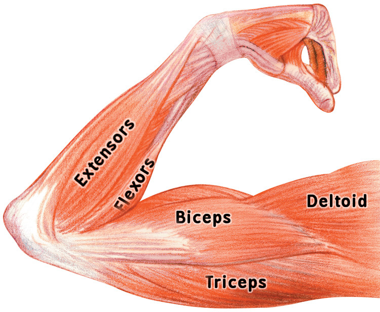 Arm Muscles Diagram Labelled Diagram Of The Muscles In The Human Body