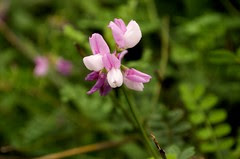 wildflowers