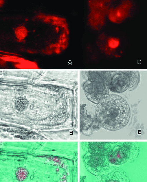 Onion Epidermal Cell Labeled Diagram