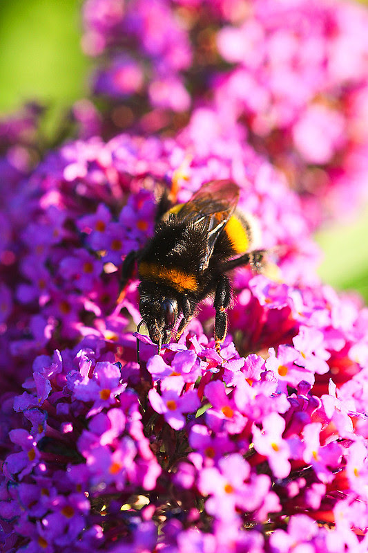 bzzz