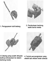 Reproduksi Vegetatif pada Tumbuhan image61 Reproduksi Vegetatif pada Tumbuhan