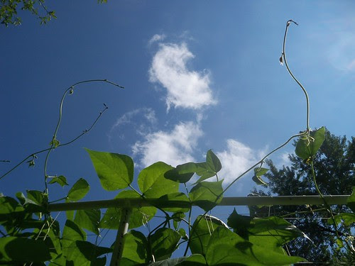 insufficient bean fence