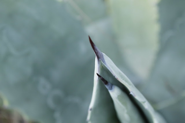 _MG_8131