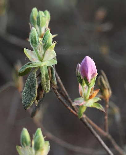 Pollen_2012_07