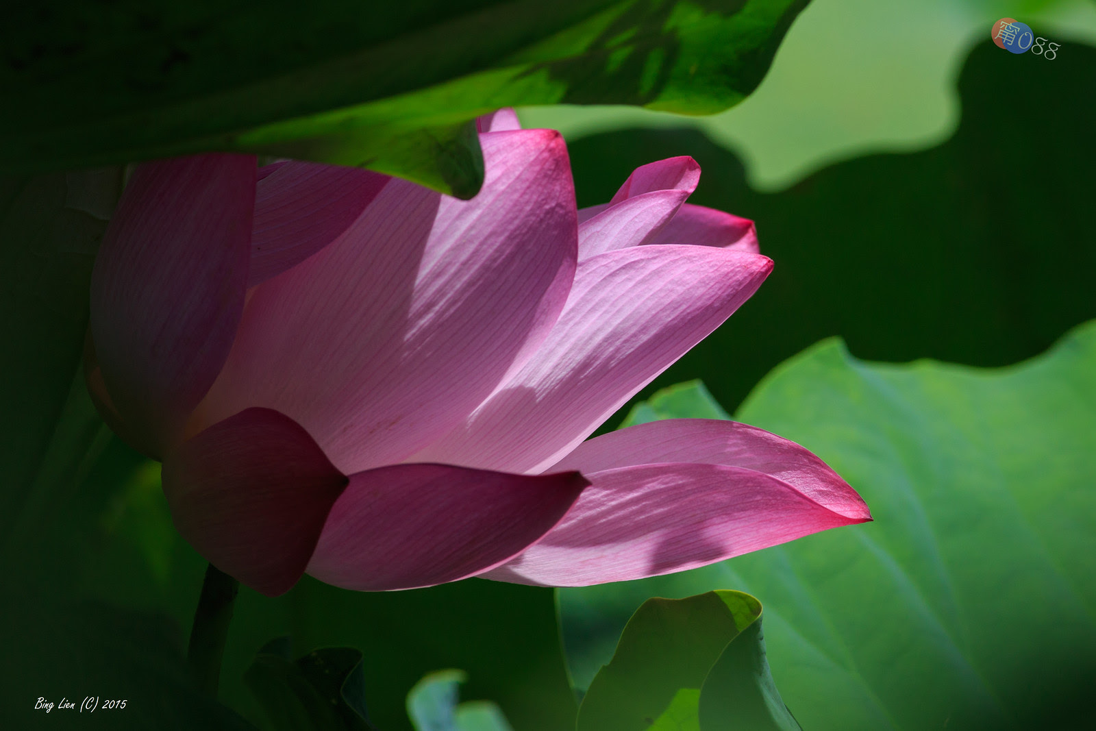 WATER_BING2732_LR