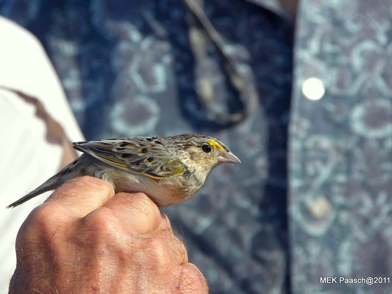 Grasshopper Grasshopper Sparrow