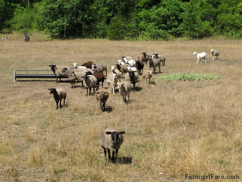 (19-8) We had to put the wayward sheep back out in the front field but there isn't much to eat in it - FarmgirlFare.com