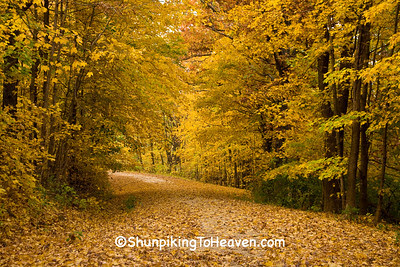 Autumn Woods with Leaf-Covered Road, Richland County, Wisconsin