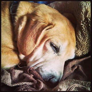 Lazy Saturday morning... #dogstagram #Rescued #houndmix #adoptdontshop #lazymorning #sleepy #ilovemydogs