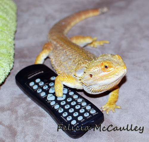 Bearded Dragon with TV Remote