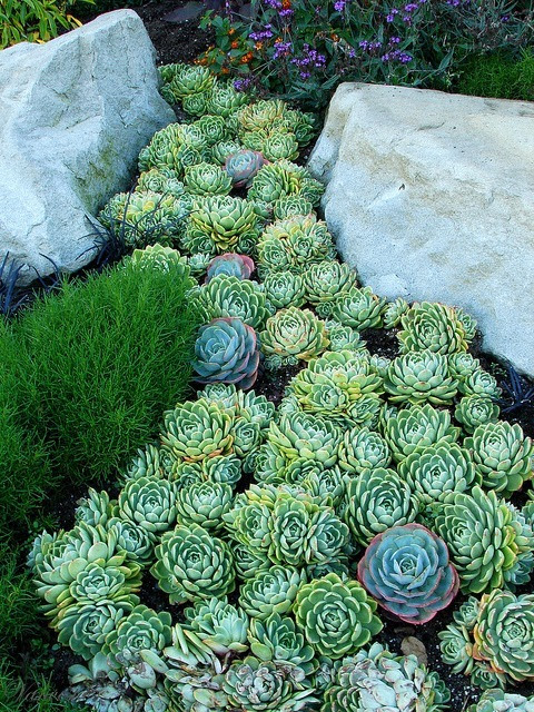 I love this river of succulents. via