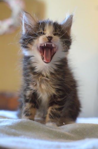 The Itty Bitty Kitty Committee: A Mouthful for a Little Kitten