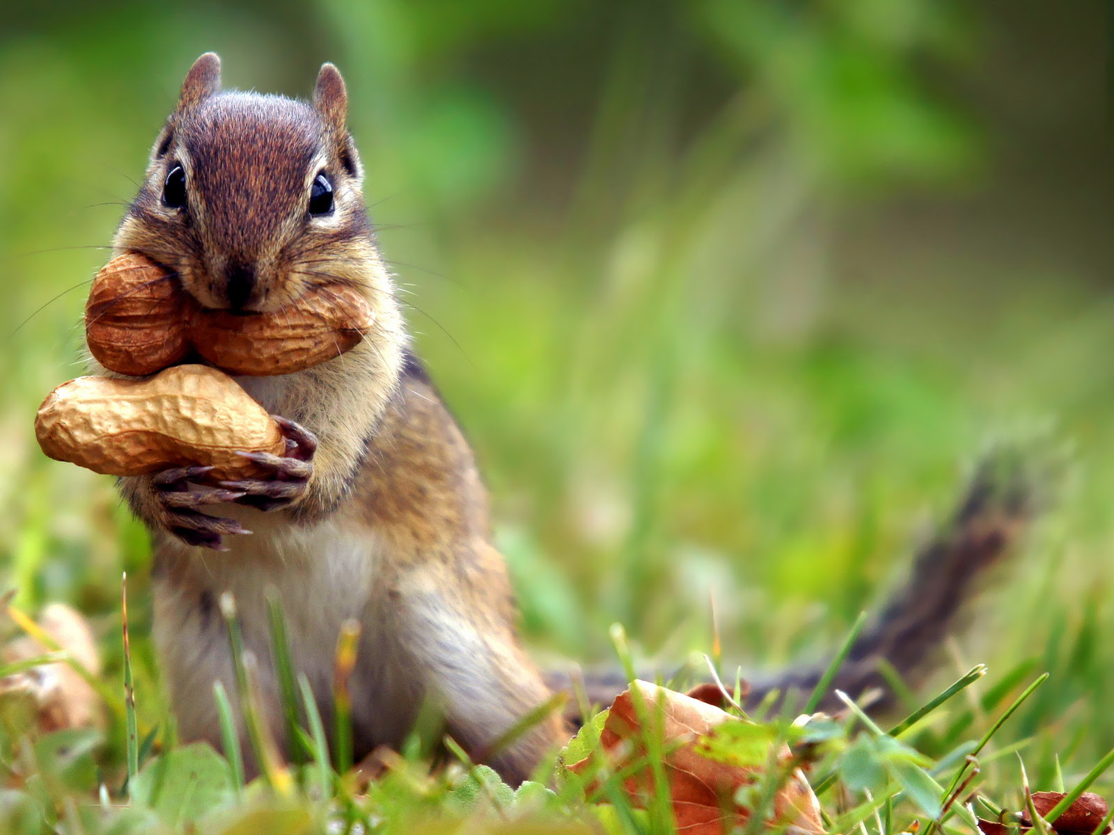 Animal Scenery Wallpaper