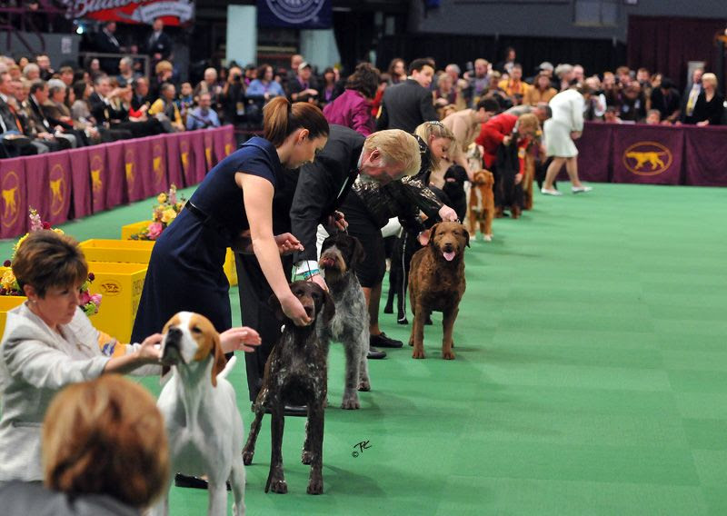 Laureate Shelties Westminster The Sporting Group